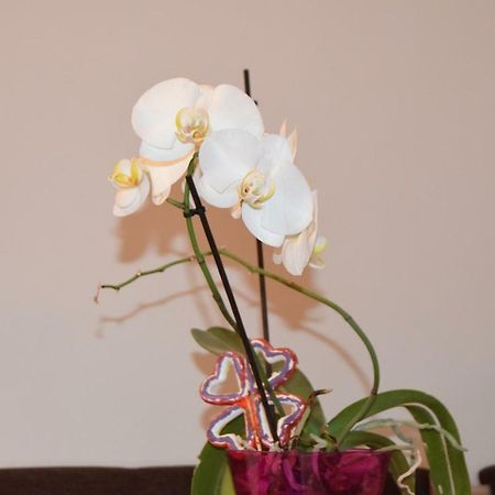 בראשוב Central Appartment St'S Martin Church מראה חיצוני תמונה